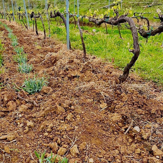 tenuta-del-travale-gallery 30
