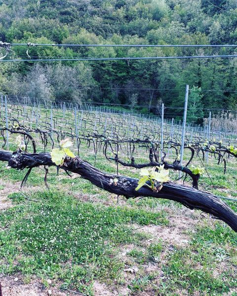 tenuta-del-travale-gallery 4