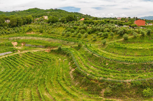 tenuta-del-travale-gallery 1