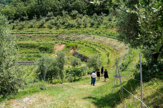 tenuta-del-travale-gallery 2