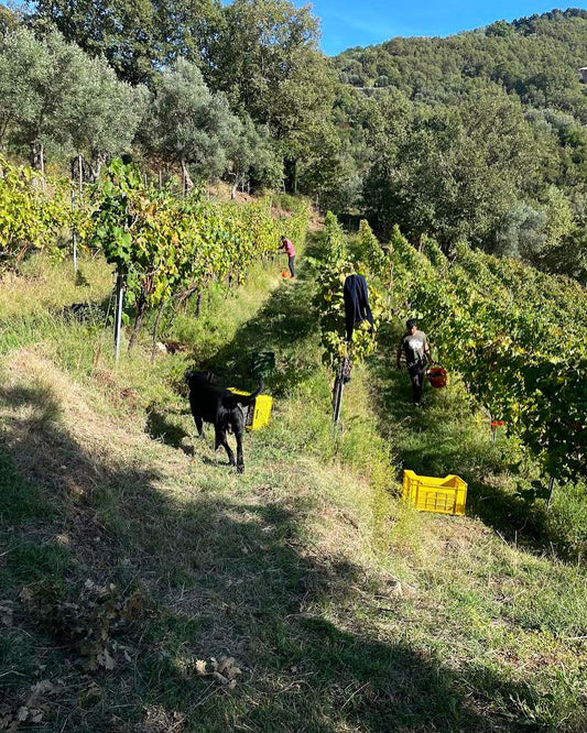 tenuta-del-travale-gallery 5