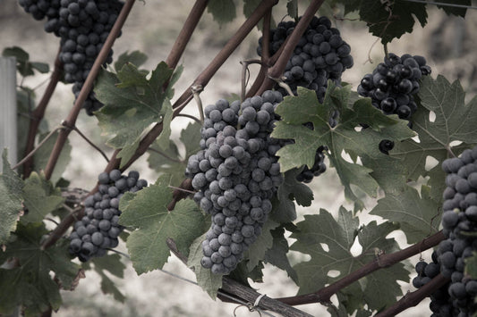 Baldissero Vini 6