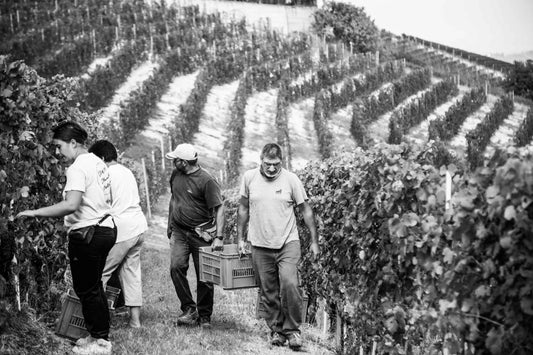 Baldissero Vini 5