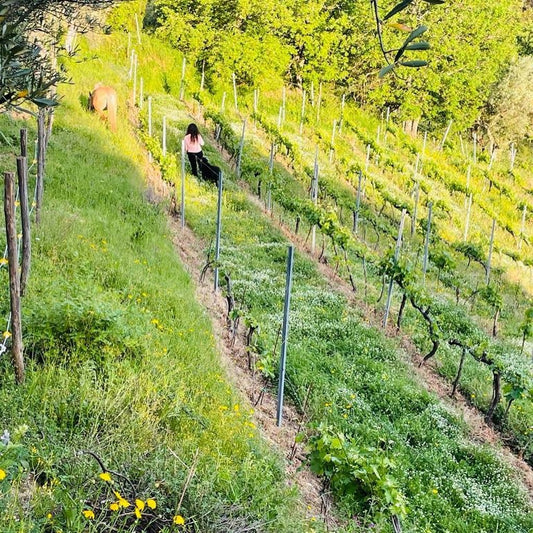 tenuta-del-travale-gallery 25