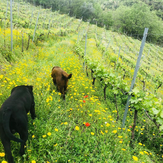 tenuta-del-travale-gallery 16