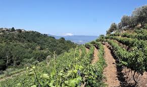 tenuta-del-travale-gallery 3