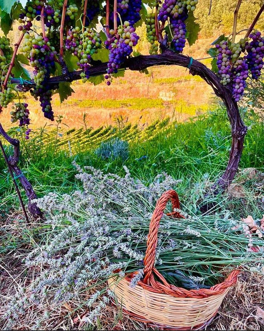 tenuta-del-travale-gallery 23