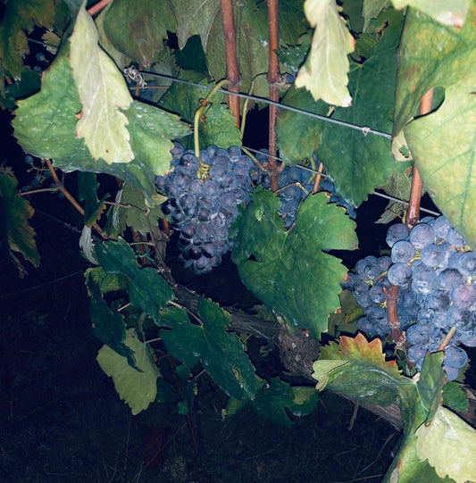tenuta-del-travale-gallery 21